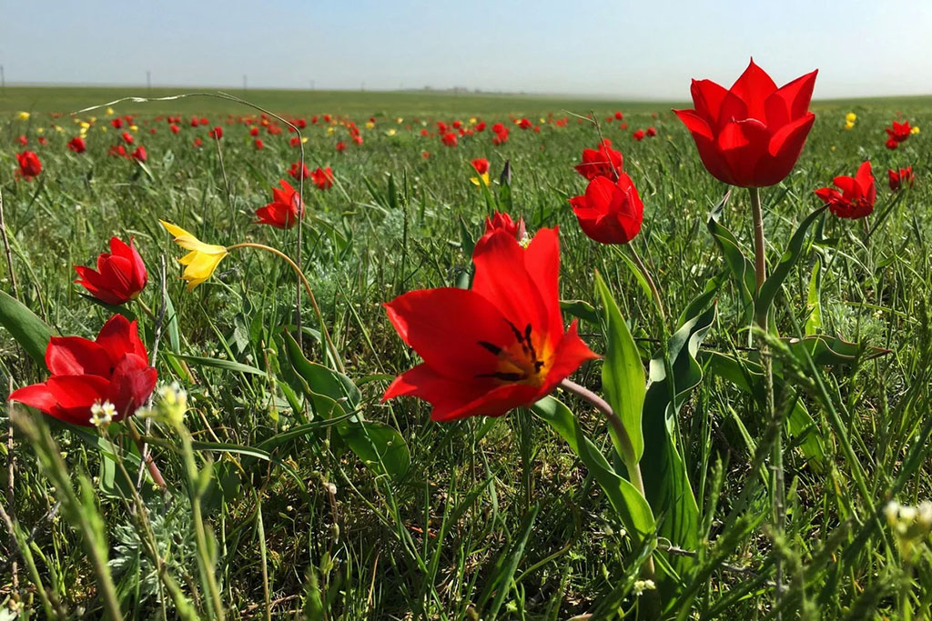 Тюльпан Шренка (лат. Tulipa schrenkii)