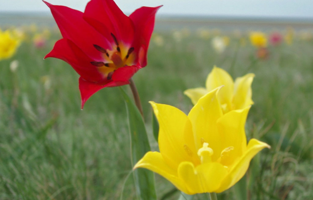 Тюльпан Шренка (лат. Tulipa schrenkii)
