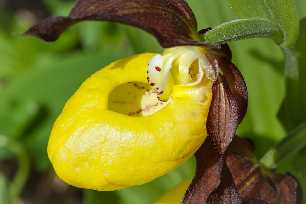 Венерин башмачок настоящий (лат. Cypripedium calceolus)