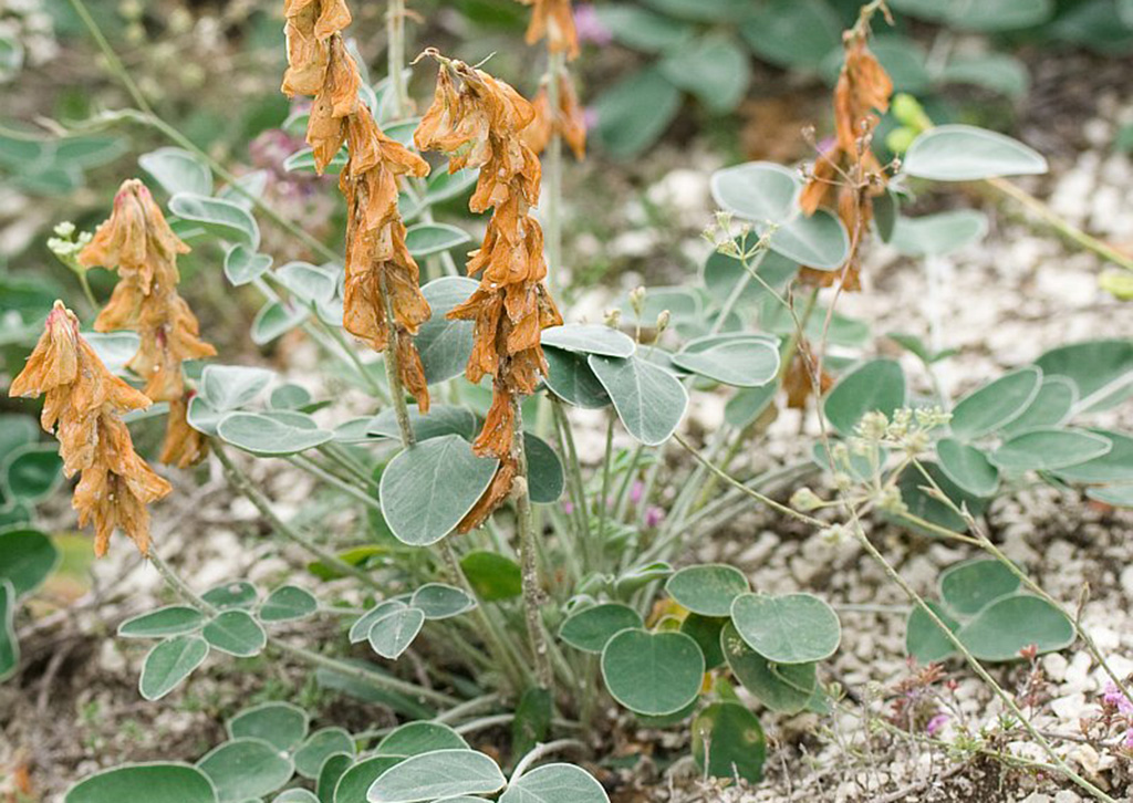 Копеечник крупноцветковый (лат. Hedysárum grandiflórum)