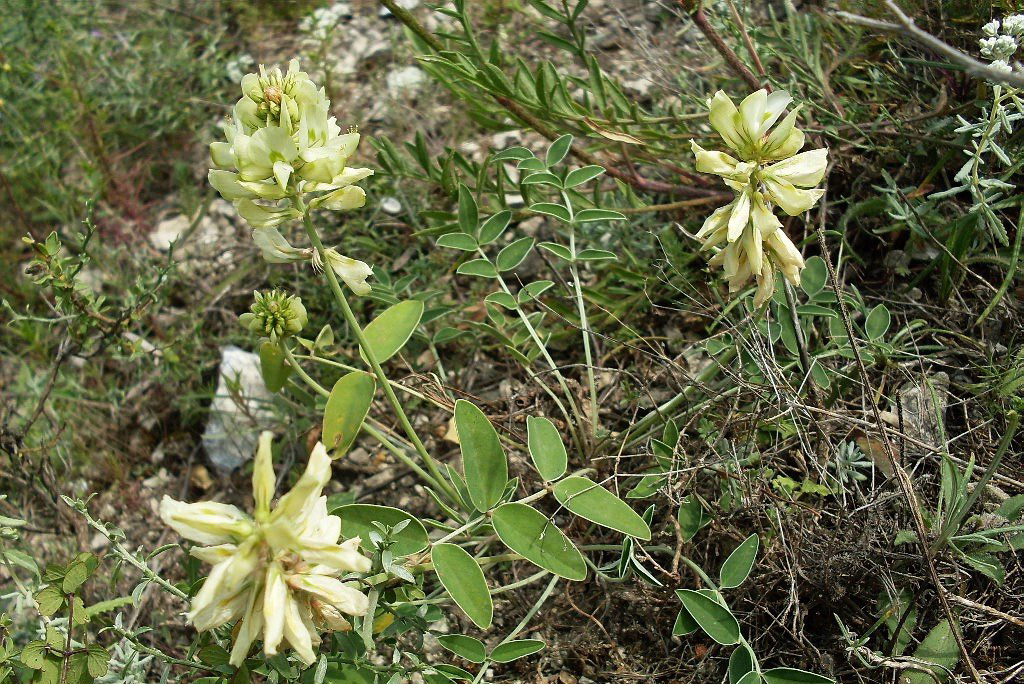 Копеечник крупноцветковый (лат. Hedysárum grandiflórum)