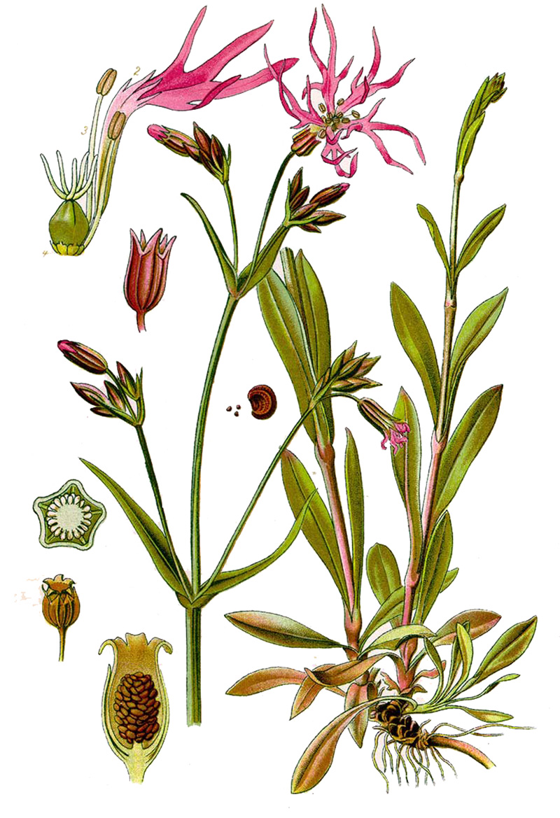 Кукушкин цвет обыкновенный (лат. Lýchnis flos-cúculi)