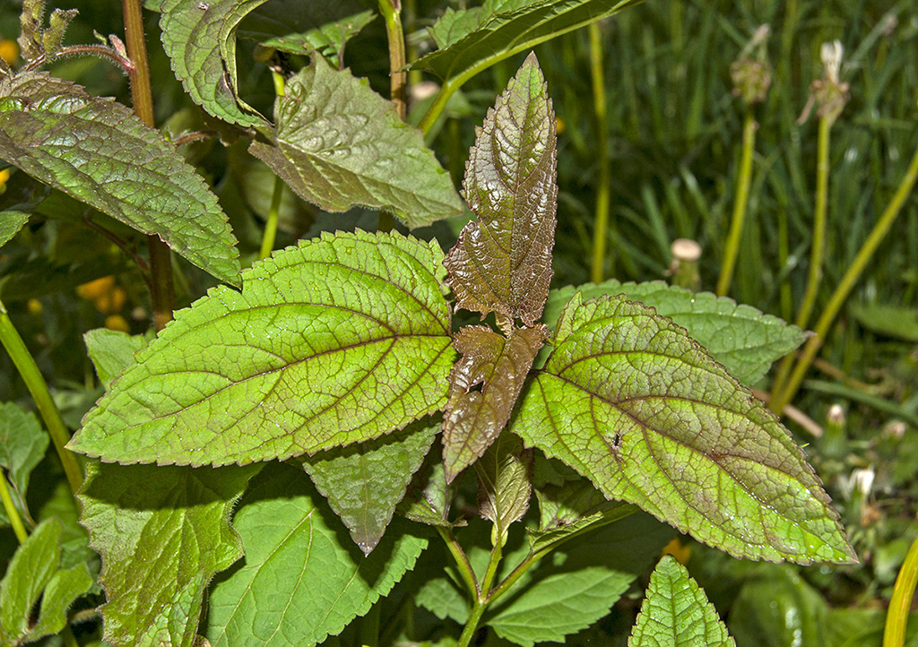 Норичник узловатый (лат. Scrophularia nodosa)