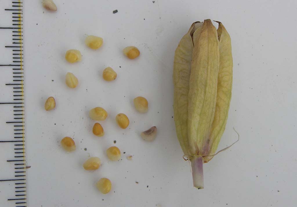 Брандушка разноцветная (лат. Bulbocodium versicolor)
