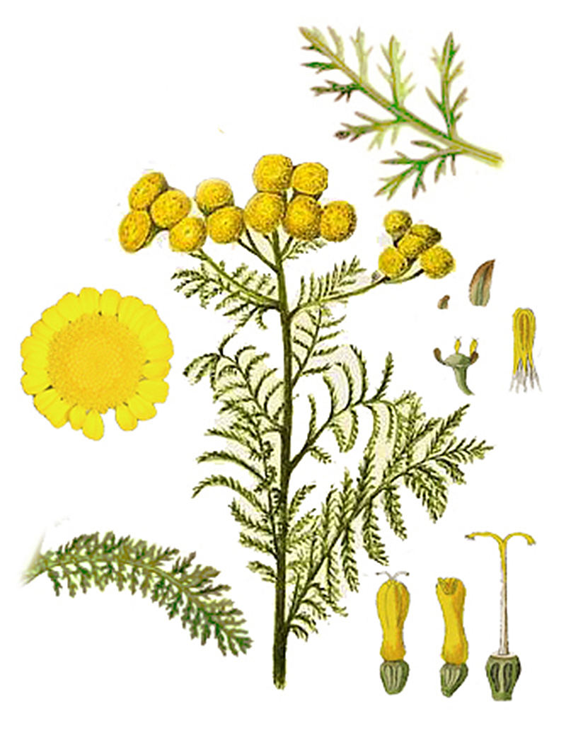 Пижма тысячелистная (лат. Tanacetum millefolium)