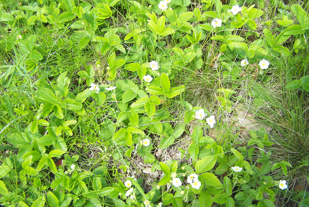 Земляника зелёная, или Клубника луговая (лат. Fragária víridis)