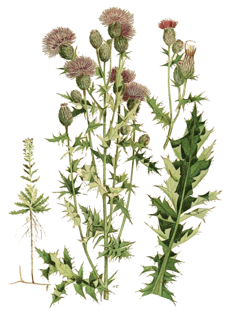 Бодяк полевой (лат. Cirsium arvense)