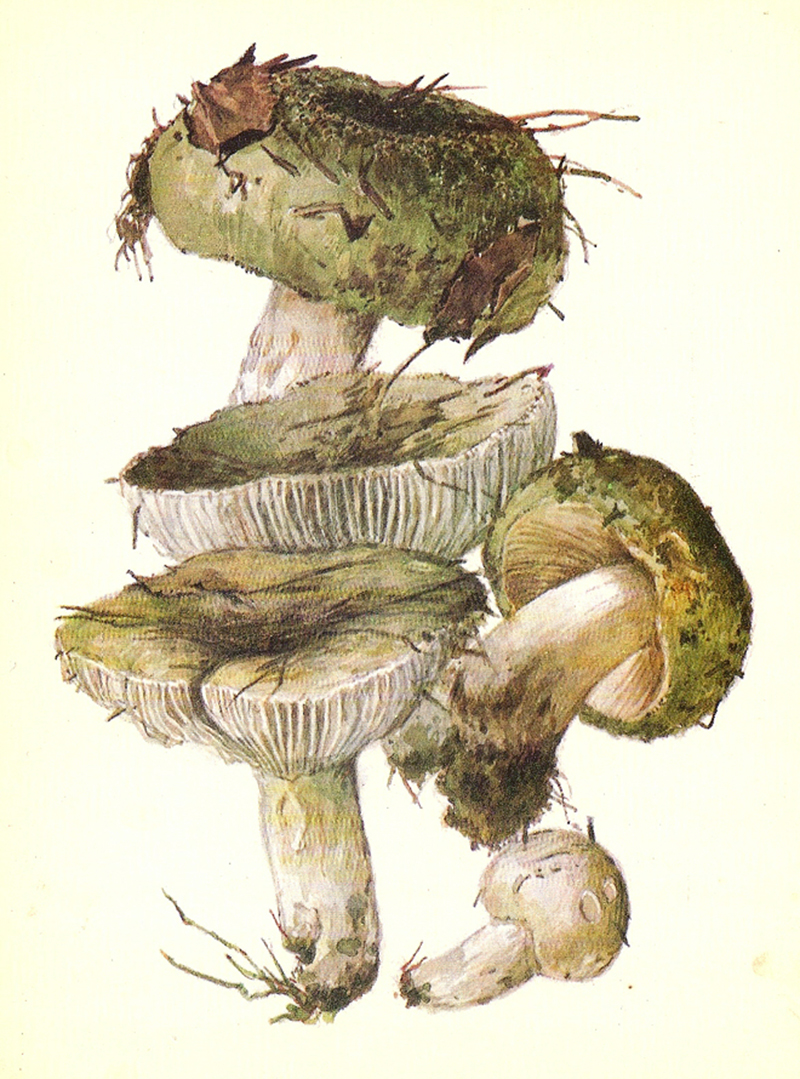 Сыроежка зелёная (лат. Rússula aerugínea)