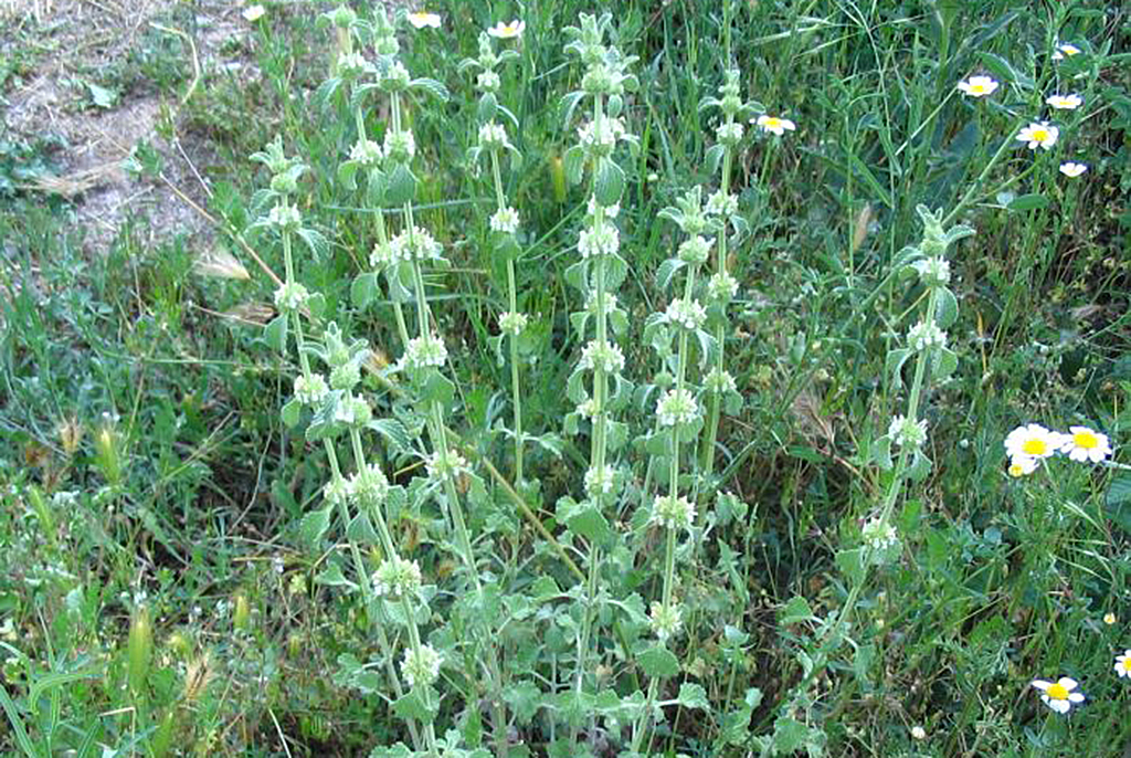 Шандра обыкновенная, или конская мята (лат. Marrubium vulgare)