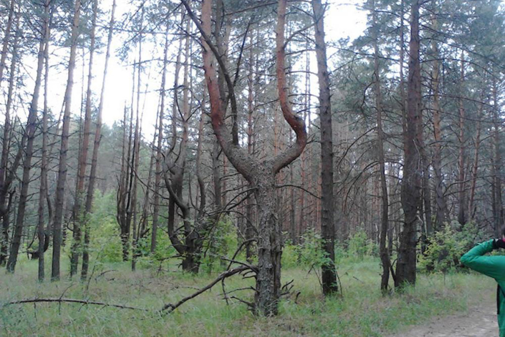 Ведьмин лес и поляна Шаманов