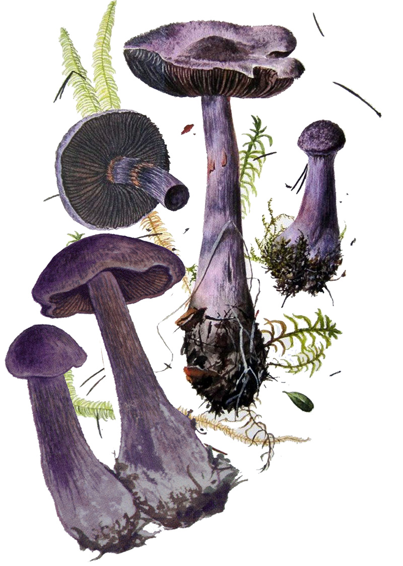 Паутинник фиолетовый, или сиреневый (лат. Cortinárius violáceus)