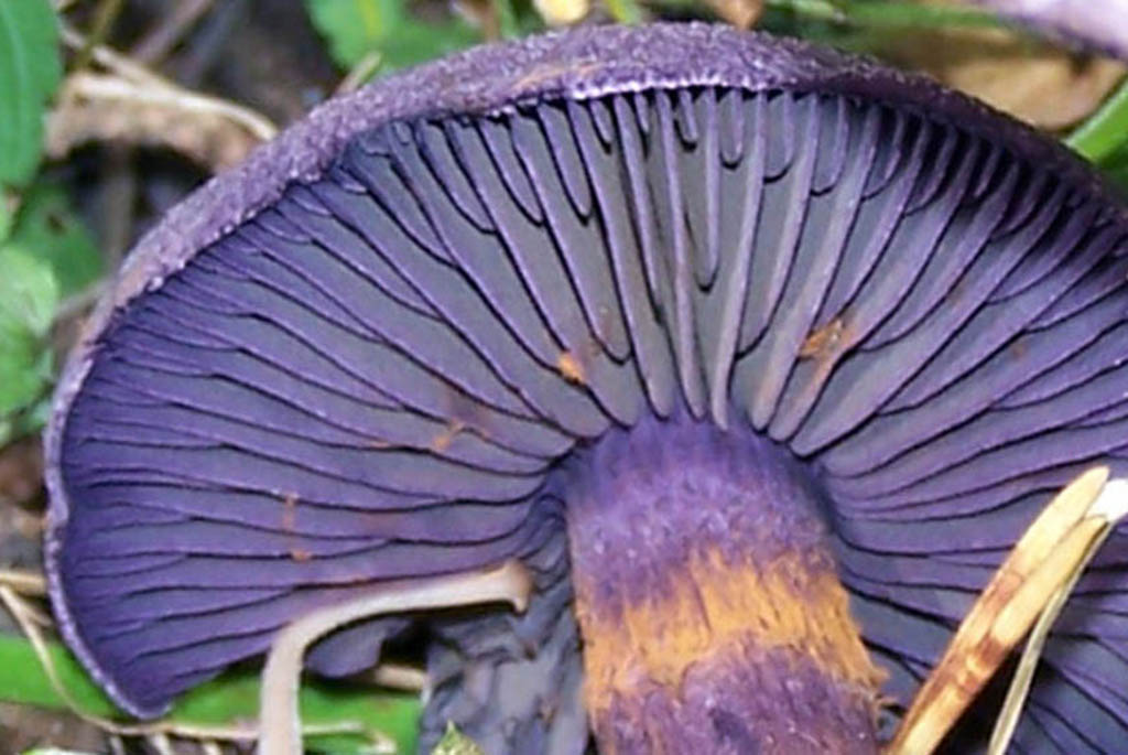 Паутинник фиолетовый, или сиреневый (лат. Cortinárius violáceus)