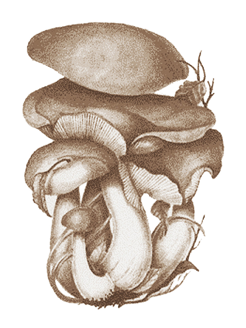 Рядовка дымчатая (Lyophyllum fumosum)