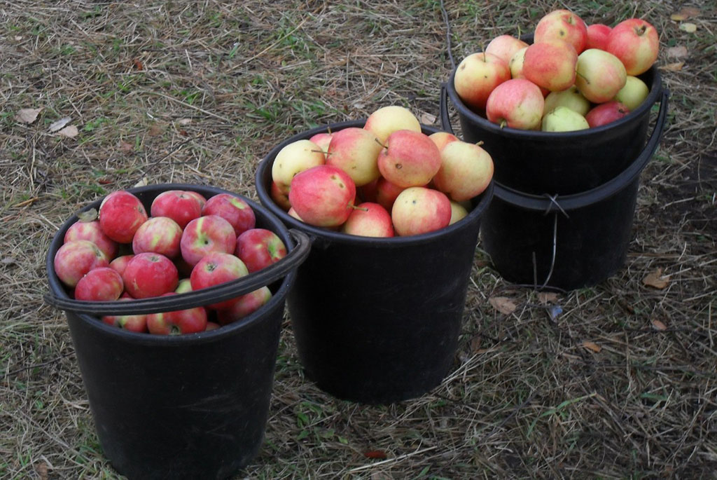 Хвалынские яблоневые сады
