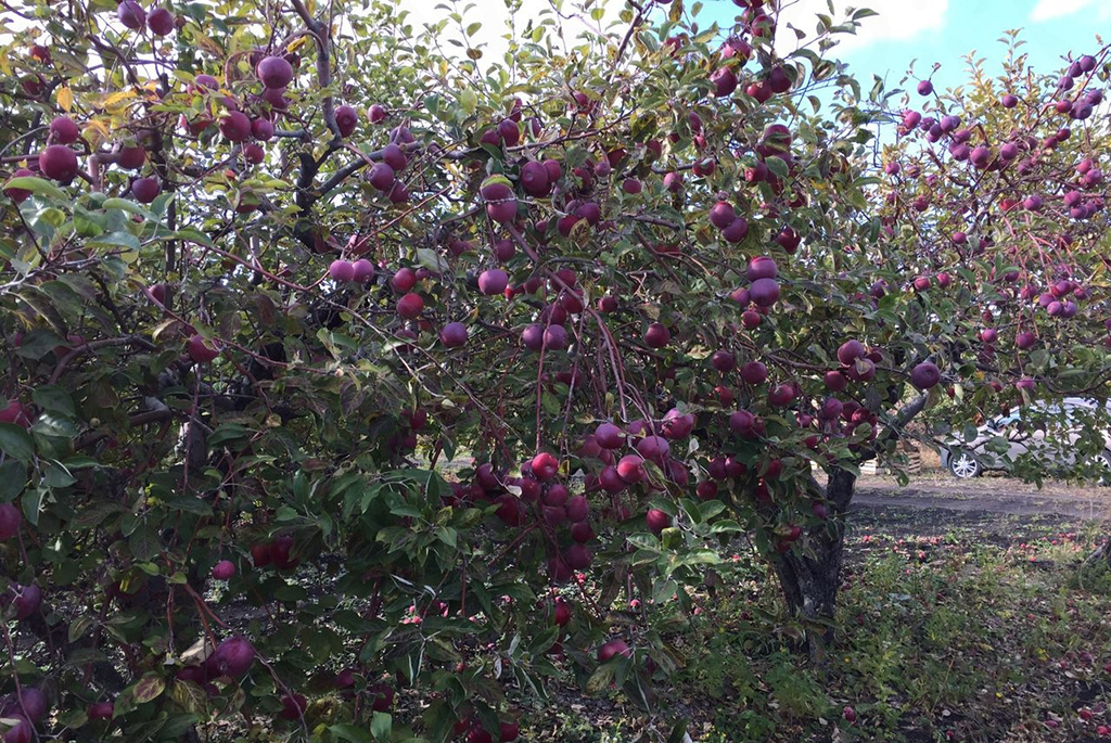 Хвалынские яблоневые сады