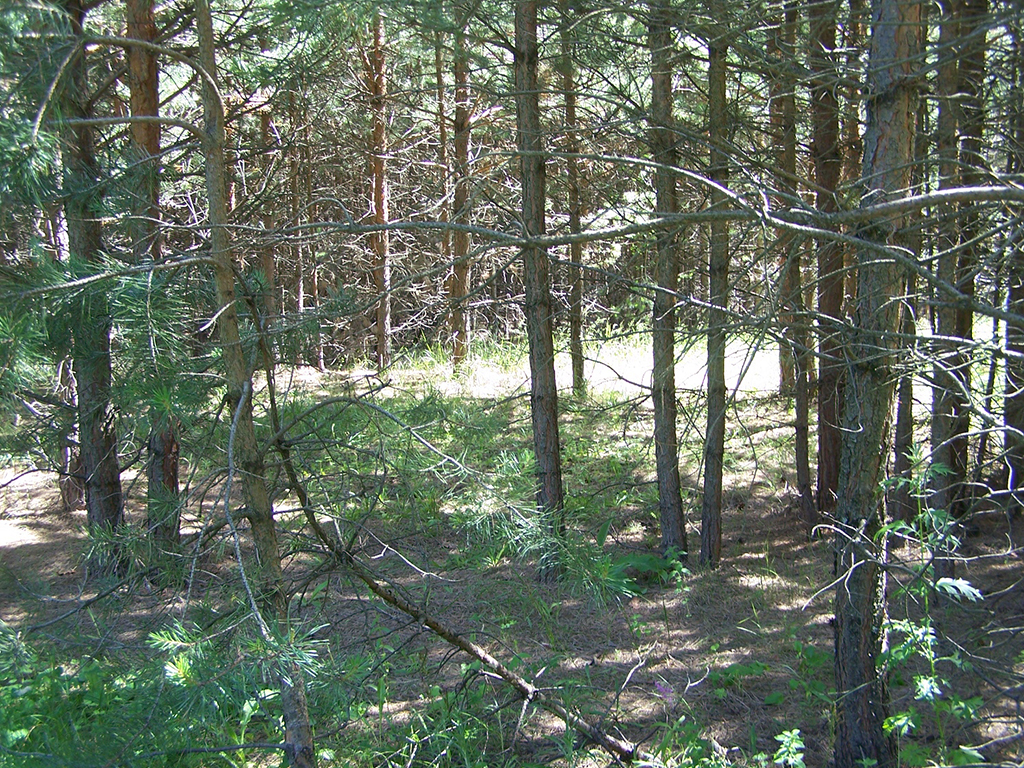Шереметьевский лес