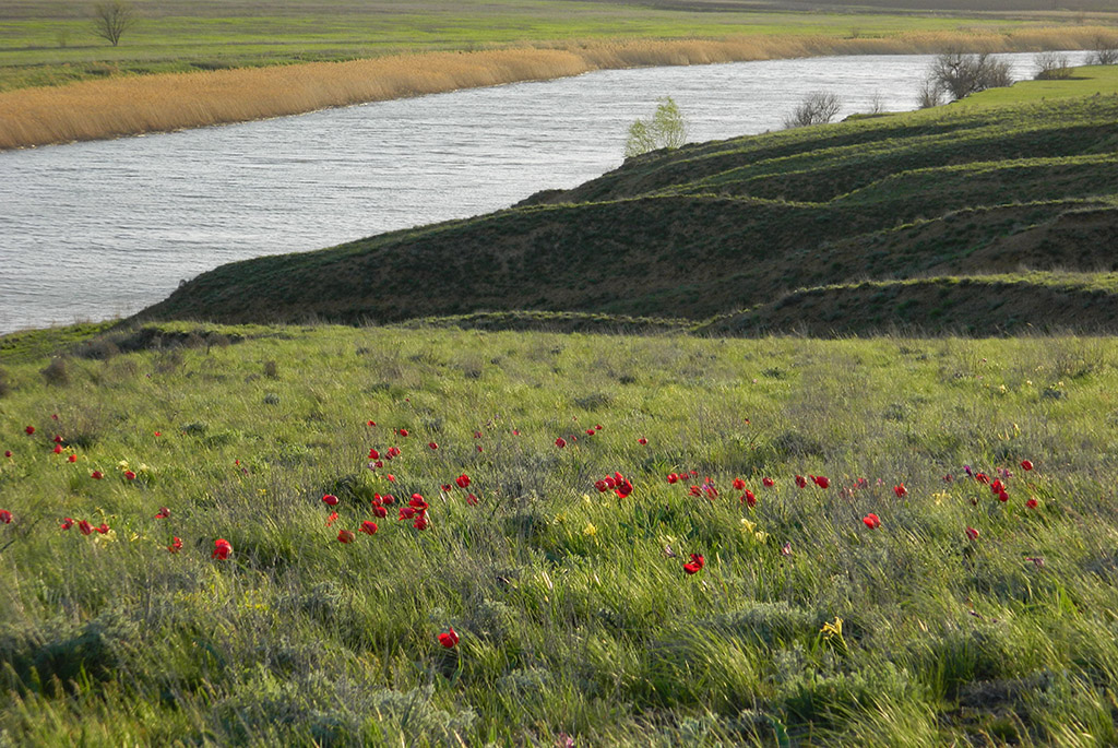Тюльпанная степь в долине реки Мечетка