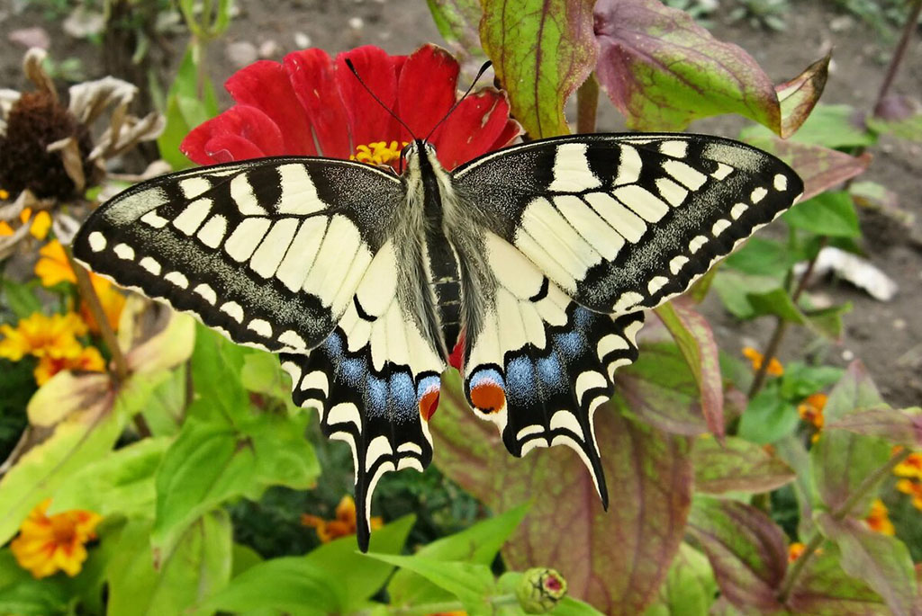 Махаон (лат. Papilio machaon)