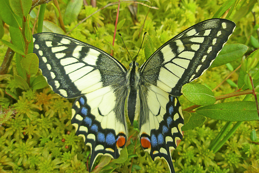 Махаон (лат. Papilio machaon)