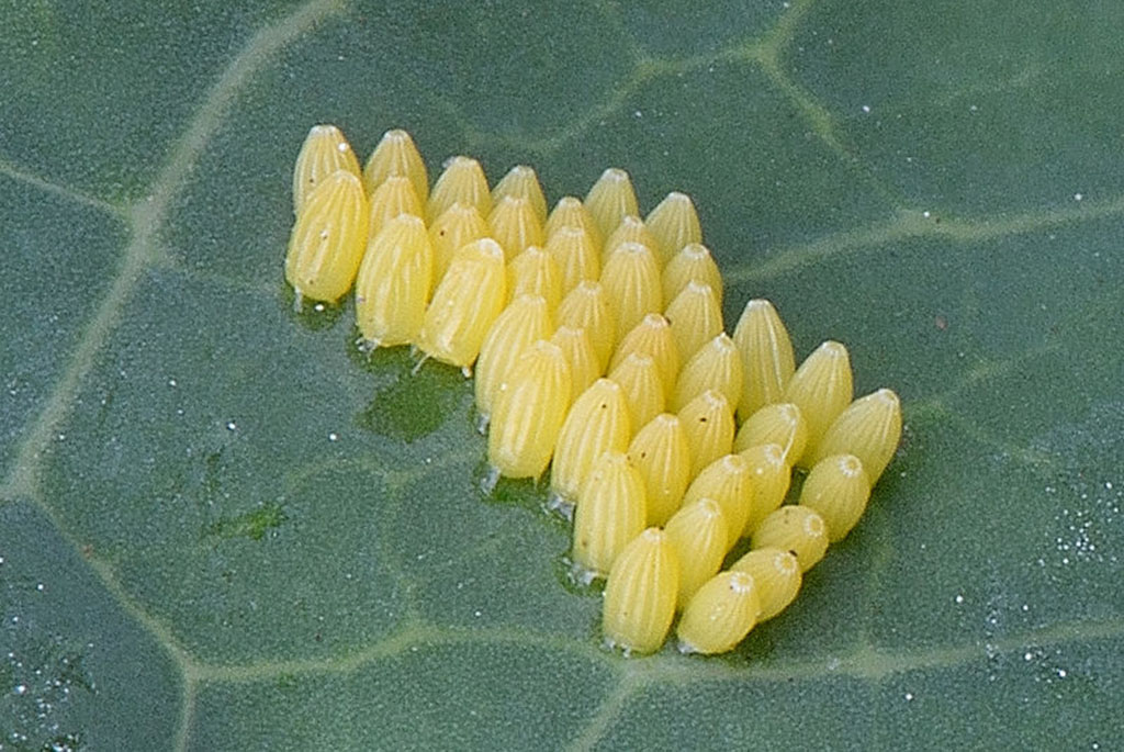 Капустница (лат. Pieris brassicae)