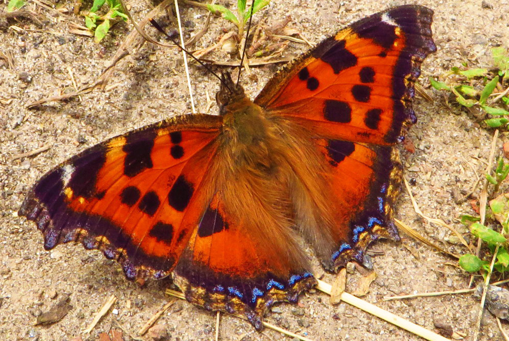 Многоцветница чёрно-рыжая (лат. Nymphalis xanthomelas)