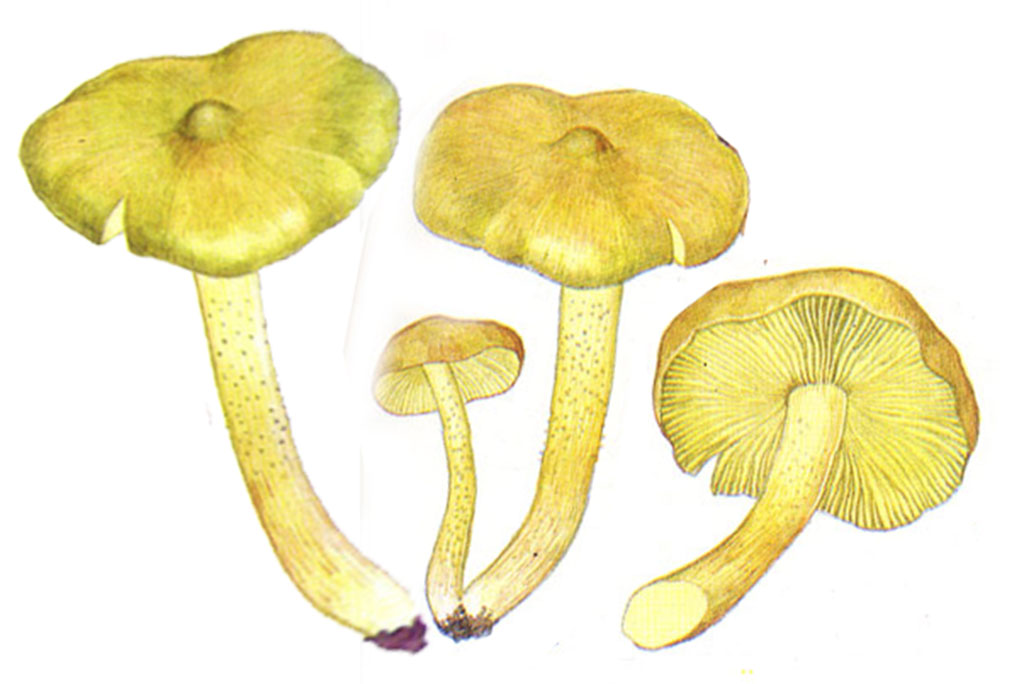 Рядовка серная, или рядовка серно-жёлтая (лат. Tricholoma sulphureum)