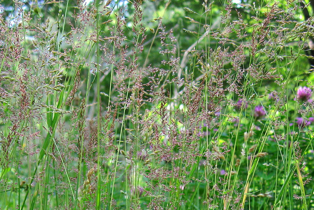 Мятлик луговой (лат. Poa pratensis)