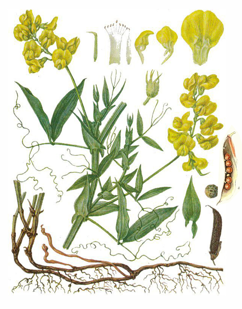 Чина луговая, или Горошек полевой (лат. Láthyrus praténsis)