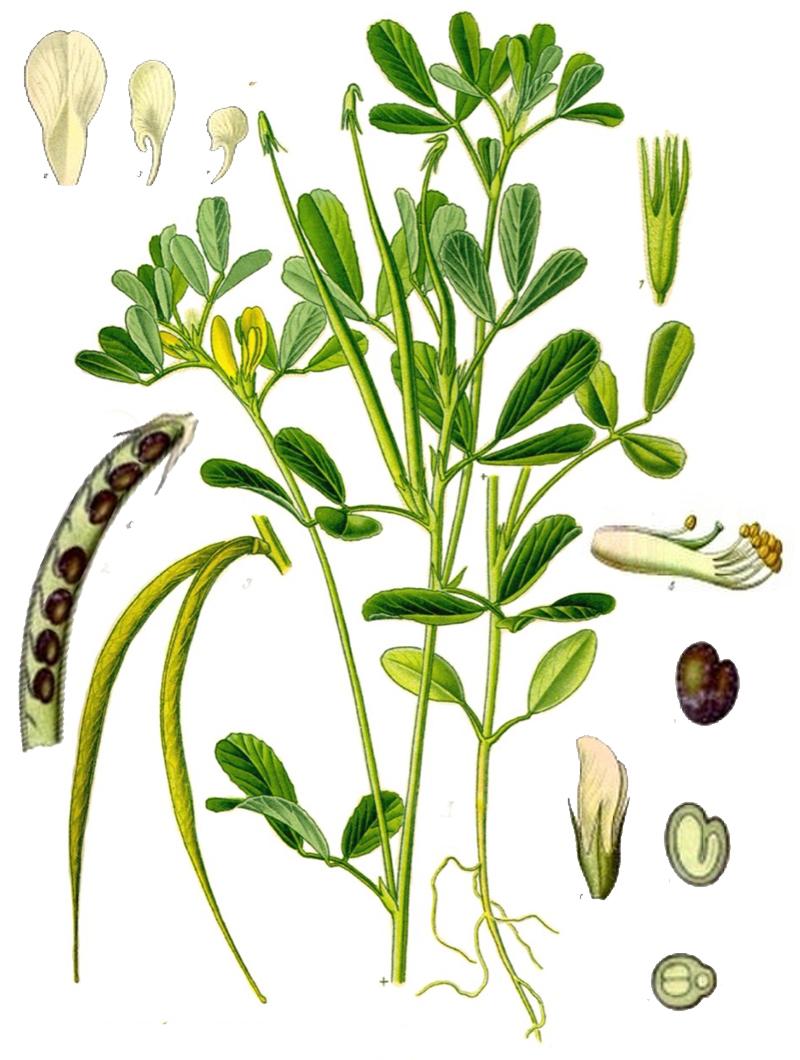 Пажитник сенной (лат. Trigonélla foenum-graecum)