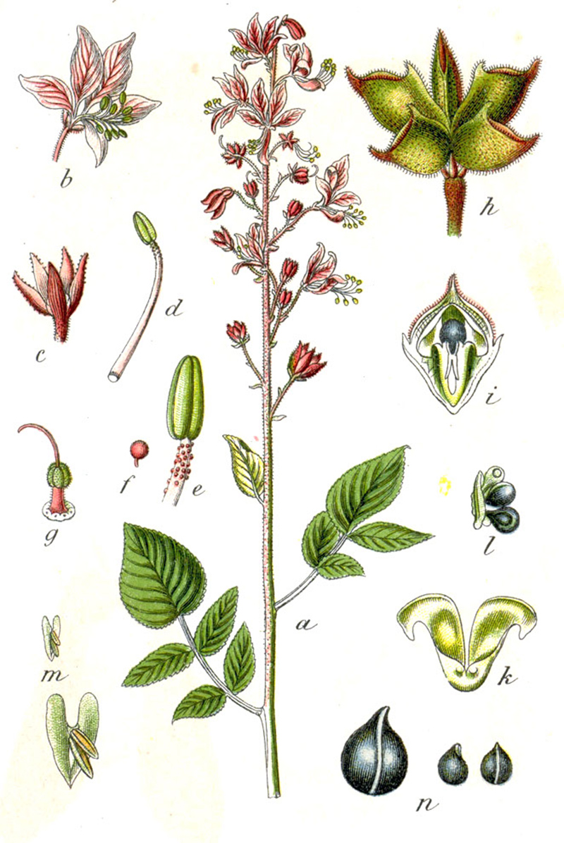 Ясенец белый (лат. Dictamnus albus L.)