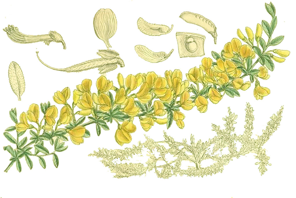 Карагана кустарниковая, или дереза (лат. Caragana frutex)