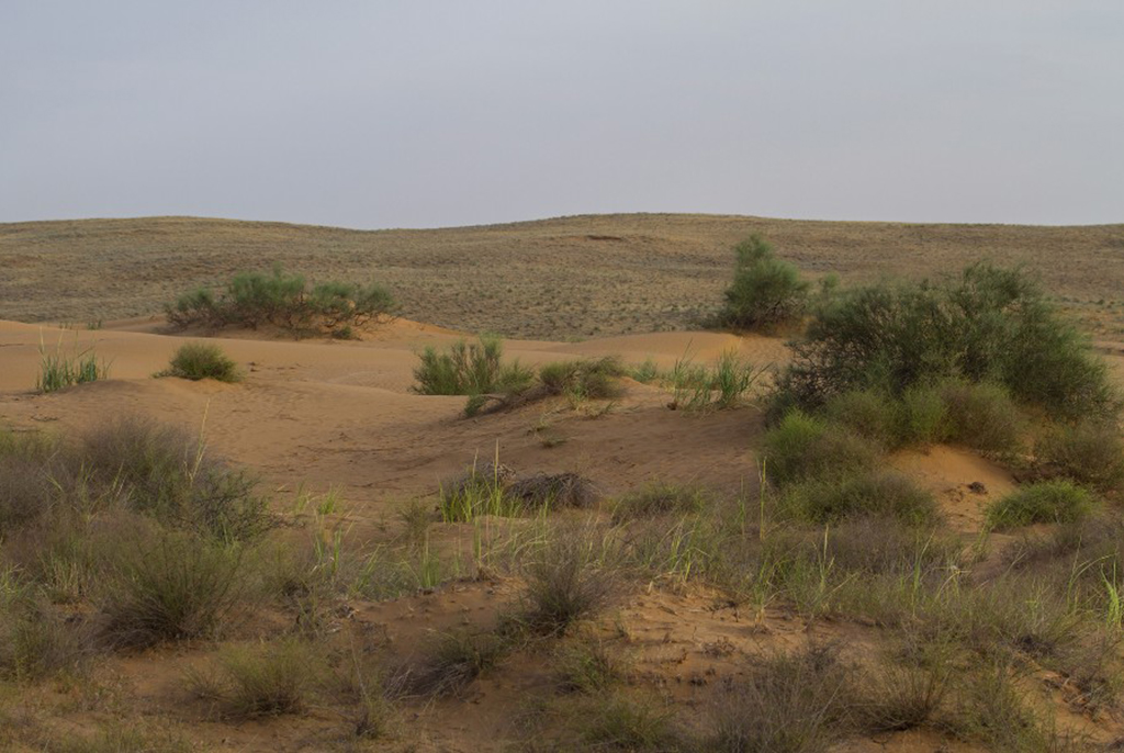 Ляляевская комплексная полупустыня
