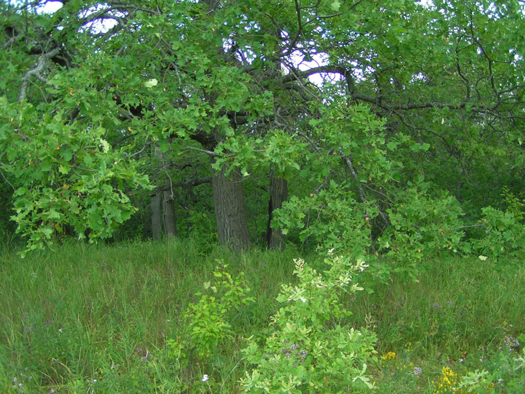 Старовозрастные дубравы в долинах р. Медведица и р. Карамыш