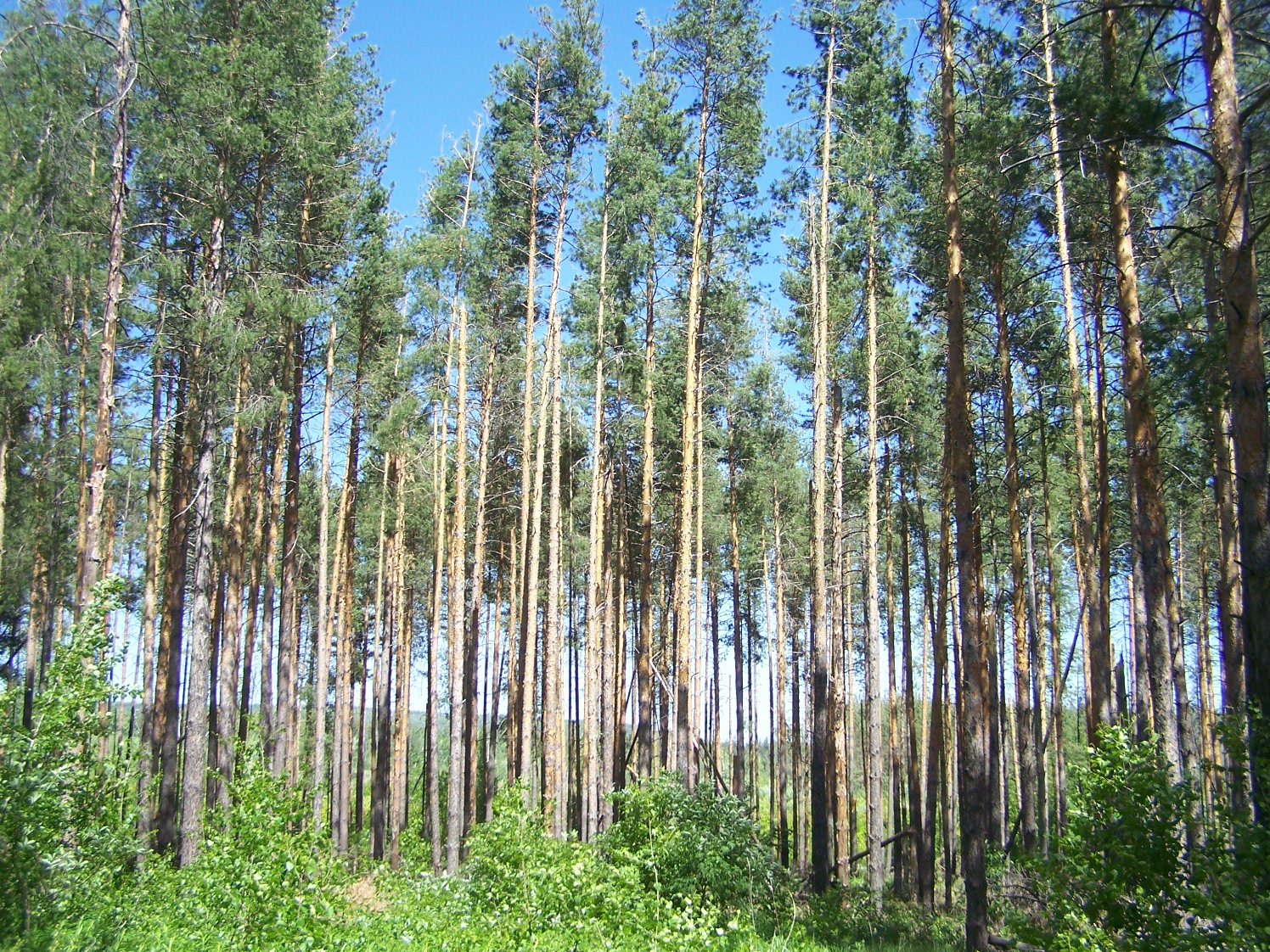 Алексеевский лес