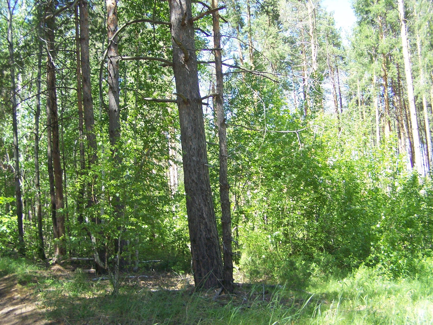 Алексеевский лес