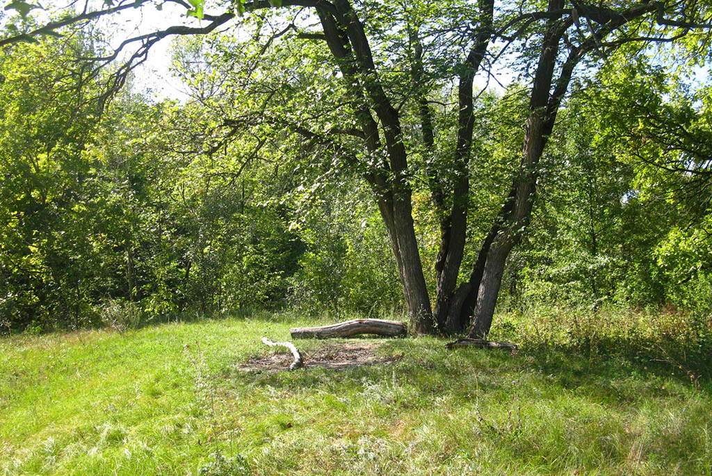 Тинь-Зинь, или лесопарк "Лесной"