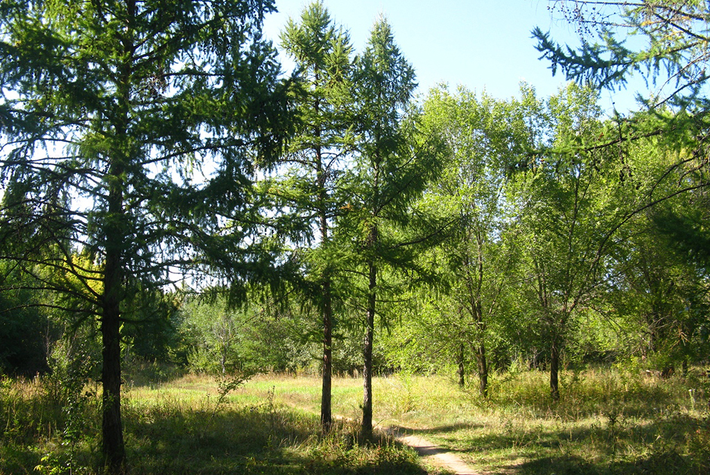 Ставский лес или лесопарк Тинь-Зинь