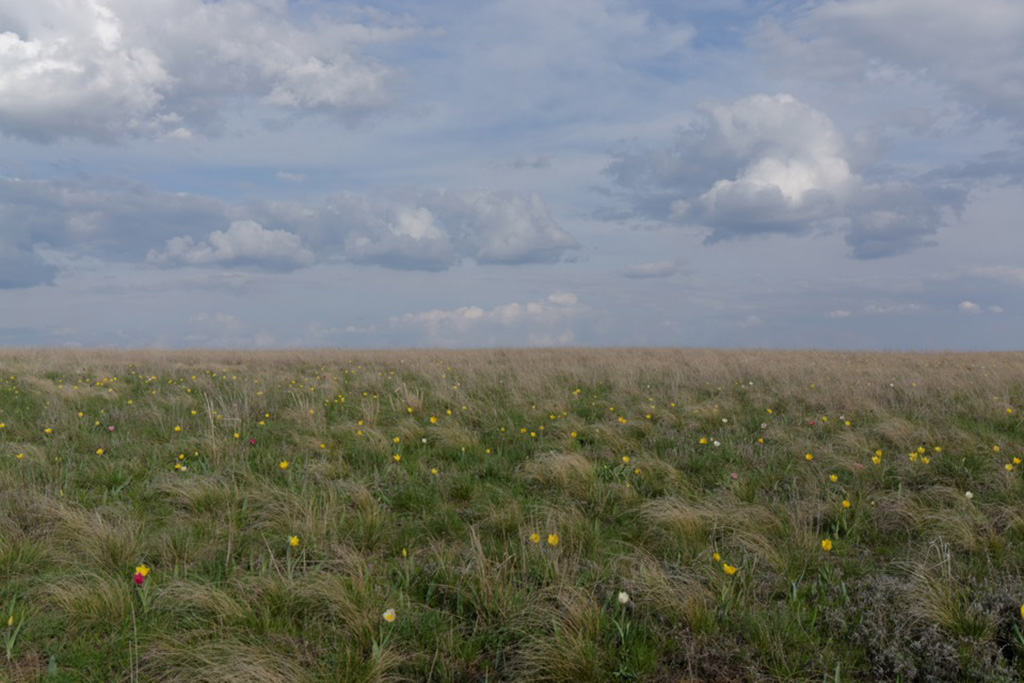 Поля тюльпанов и ирисов «Иваново поле»