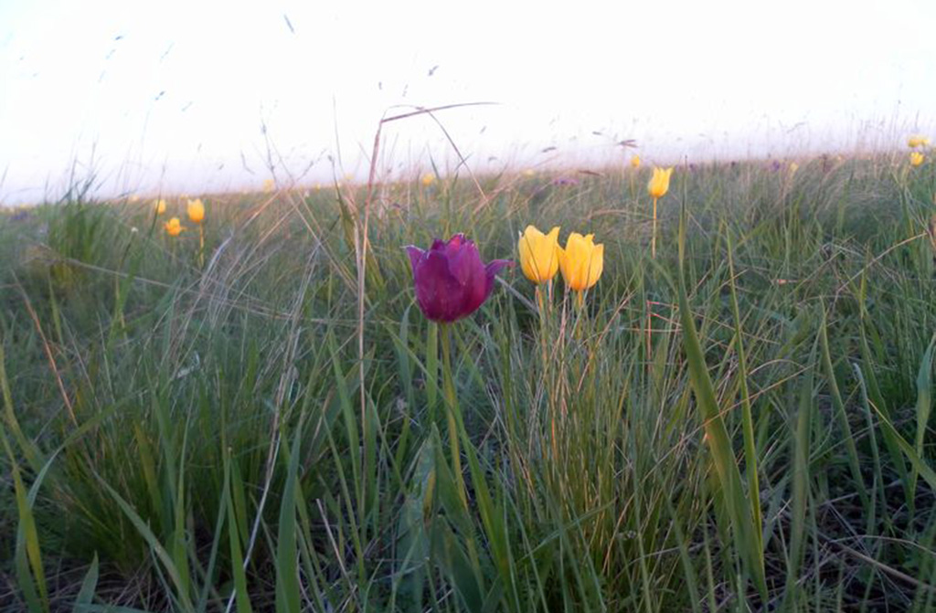 Поля тюльпанов и ирисов «Иваново поле»