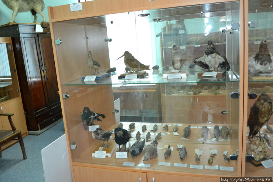 Зооэнтомологический музей